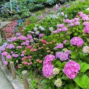 形原温泉温泉あじさいの里、6月夏の花、愛知県蒲郡市の観光・撮影スポットの画像と写真