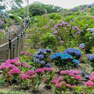形原温泉温泉あじさいの里、6月夏の花、愛知県蒲郡市の観光・撮影スポットの画像と写真