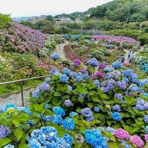 形原温泉温泉あじさいの里、6月夏の花、愛知県蒲郡市の観光・撮影スポットの画像と写真