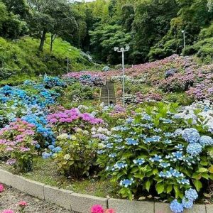 形原温泉温泉あじさいの里、6月夏の花、愛知県蒲郡市の観光・撮影スポットの画像と写真