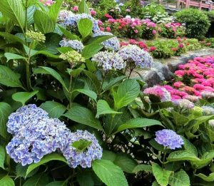 形原温泉温泉あじさいの里、6月夏の花、愛知県蒲郡市の観光・撮影スポットの画像と写真