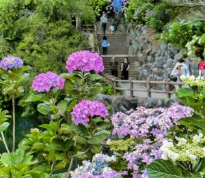 形原温泉温泉あじさいの里、6月夏の花、愛知県蒲郡市の観光・撮影スポットの画像と写真
