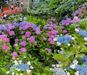 形原温泉温泉あじさいの里、6月夏の花、愛知県蒲郡市の観光・撮影スポットの画像と写真