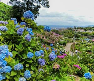 形原温泉温泉あじさいの里、6月夏の花、愛知県蒲郡市の観光・撮影スポットの画像と写真