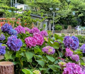形原温泉温泉あじさいの里、6月夏の花、愛知県蒲郡市の観光・撮影スポットの画像と写真