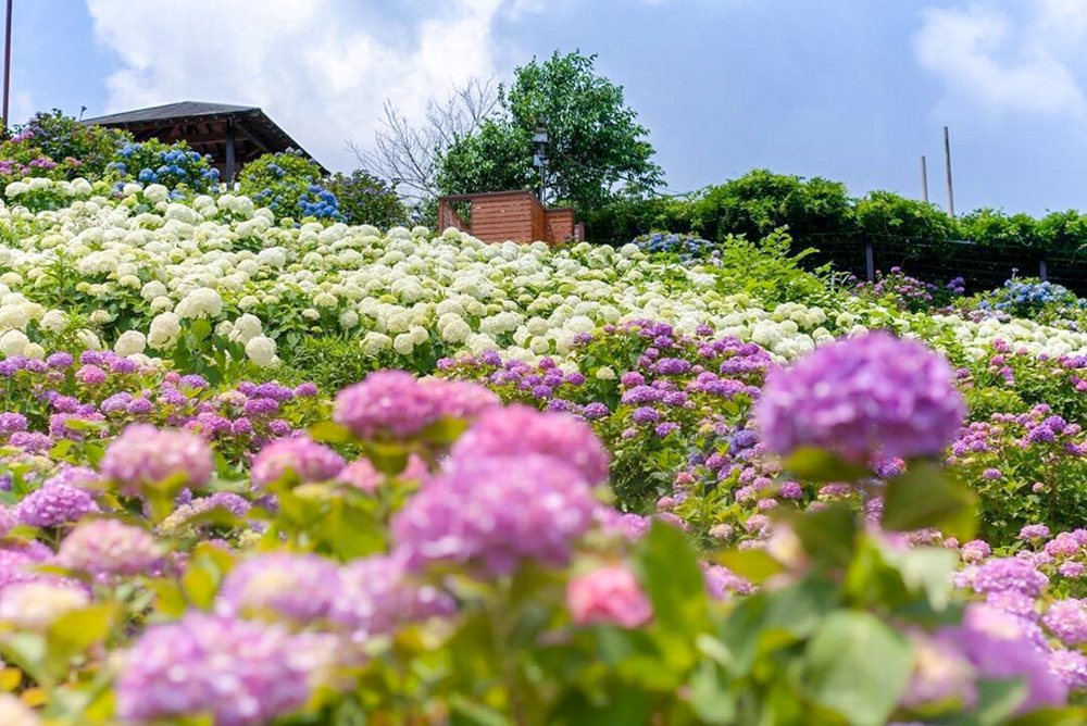 かざはやの里、あじさい、6月夏の花、三重県津市の観光・撮影スポットの画像と写真