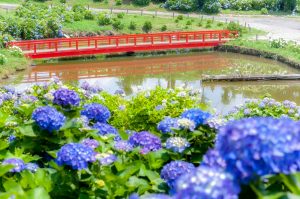 かざはやの里、あじさい、6月夏の花、三重県津市の観光・撮影スポットの画像と写真
