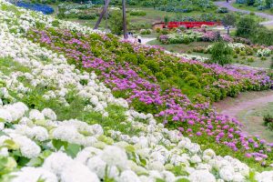 かざはやの里、あじさい、6月夏の花、三重県津市の観光・撮影スポットの画像と写真