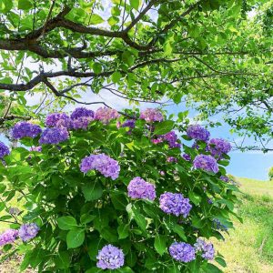 かざはやの里、あじさい、6月夏の花、三重県津市の観光・撮影スポットの画像と写真