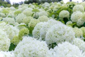 かざはやの里、あじさい、6月夏の花、三重県津市の観光・撮影スポットの画像と写真
