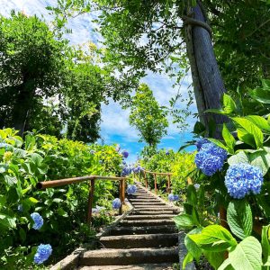 かざはやの里、あじさい、6月夏の花、三重県津市の観光・撮影スポットの画像と写真
