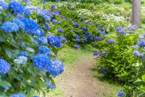 かざはやの里、あじさい、6月夏の花、三重県津市の観光・撮影スポットの画像と写真