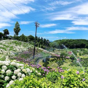かざはやの里、あじさい、6月夏の花、三重県津市の観光・撮影スポットの画像と写真