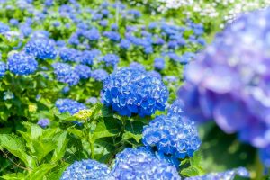 かざはやの里、あじさい、6月夏の花、三重県津市の観光・撮影スポットの画像と写真