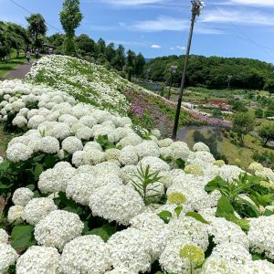 かざはやの里、あじさい、6月夏の花、三重県津市の観光・撮影スポットの画像と写真