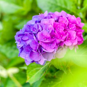 かざはやの里、あじさい、6月夏の花、三重県津市の観光・撮影スポットの画像と写真