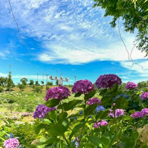 かざはやの里、あじさい、6月夏の花、三重県津市の観光・撮影スポットの画像と写真かざはやの里、あじさい、6月夏の花、三重県津市の観光・撮影スポットの画像と写真