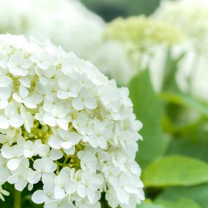 かざはやの里、あじさい、6月夏の花、三重県津市の観光・撮影スポットの画像と写真