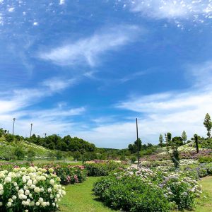 かざはやの里、あじさい、6月夏の花、三重県津市の観光・撮影スポットの画像と写真