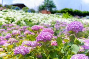 かざはやの里、あじさい、6月夏の花、三重県津市の観光・撮影スポットの画像と写真