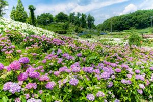 かざはやの里、あじさい、6月夏の花、三重県津市の観光・撮影スポットの画像と写真