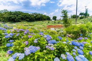 かざはやの里、あじさい、6月夏の花、三重県津市の観光・撮影スポットの画像と写真
