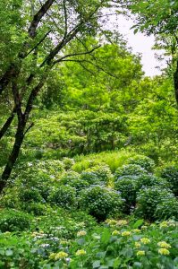 鞍ヶ池公園、あじさい、6月夏の花、愛知県豊田市の観光・撮影スポットの画像と写真