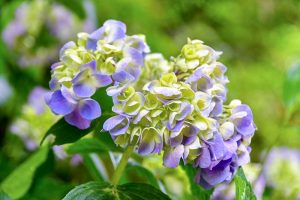 鞍ヶ池公園、あじさい、6月夏の花、愛知県豊田市の観光・撮影スポットの画像と写真