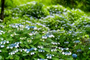 鞍ヶ池公園、あじさい、6月夏の花、愛知県豊田市の観光・撮影スポットの画像と写真
