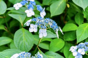 鞍ヶ池公園、あじさい、6月夏の花、愛知県豊田市の観光・撮影スポットの画像と写真