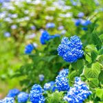 鞍ヶ池公園、あじさい、6月夏の花、愛知県豊田市の観光・撮影スポットの画像と写真