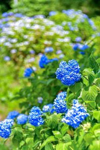 鞍ヶ池公園、あじさい、6月夏の花、愛知県豊田市の観光・撮影スポットの画像と写真