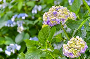 鞍ヶ池公園、あじさい、6月夏の花、愛知県豊田市の観光・撮影スポットの画像と写真