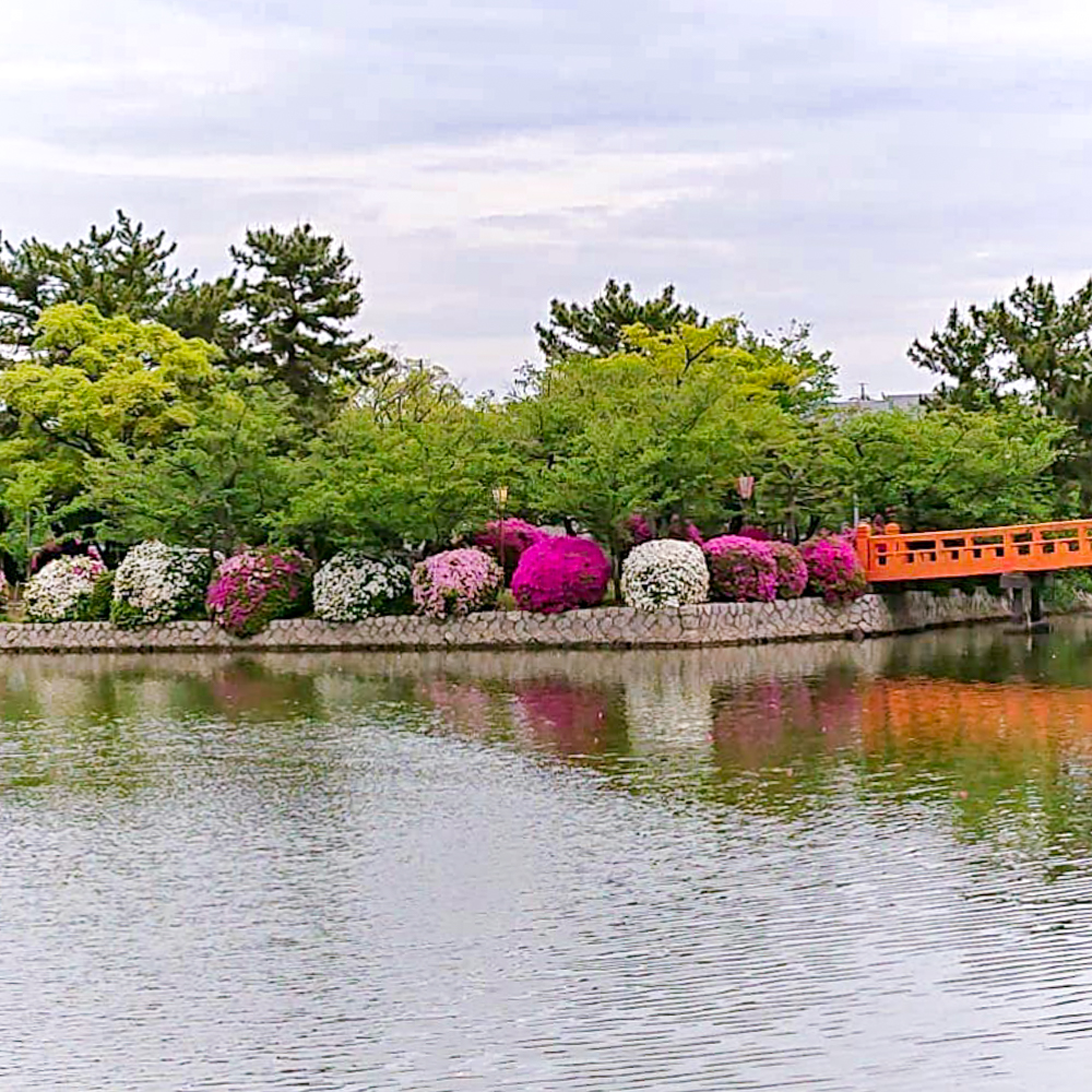 九華公園、つつじ、6月夏の花、三重県桑名市の観光・撮影スポットの画像と写真