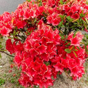 九華公園、つつじ、6月夏の花、三重県桑名市の観光・撮影スポットの画像と写真