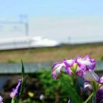 万葉公園高松分園、花しょうぶ、５月夏の花、愛知県一宮市の観光・撮影スポットの画像と写真