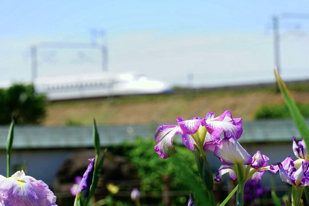 万葉公園高松分園、花しょうぶ、５月夏の花、愛知県一宮市の観光・撮影スポットの画像と写真
