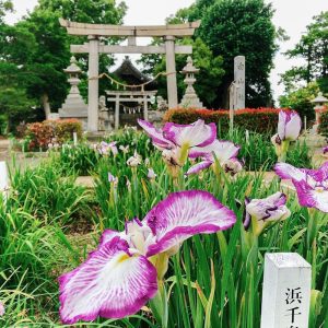 万葉公園高松分園。花しょうぶ、6月夏の花、愛知県一宮市の観光・撮影スポットの画像と写真