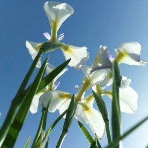 万葉公園高松分園、花しょうぶ、５月夏の花、愛知県一宮市の観光・撮影スポットの画像と写真