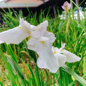 万葉公園高松分園。花しょうぶ、6月夏の花、愛知県一宮市の観光・撮影スポットの画像と写真