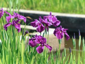 万葉公園高松分園、花しょうぶ、５月夏の花、愛知県一宮市の観光・撮影スポットの画像と写真