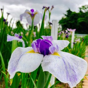万葉公園高松分園。花しょうぶ、6月夏の花、愛知県一宮市の観光・撮影スポットの画像と写真