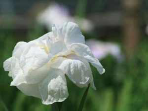 万葉公園高松分園、花しょうぶ、５月夏の花、愛知県一宮市の観光・撮影スポットの画像と写真