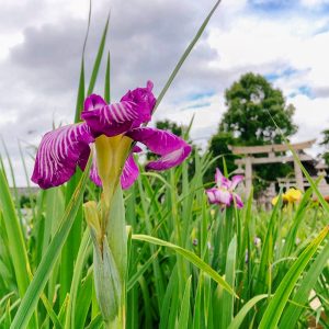 万葉公園高松分園。花しょうぶ、6月夏の花、愛知県一宮市の観光・撮影スポットの画像と写真