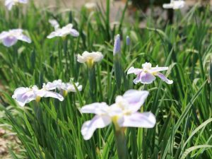 万葉公園高松分園、花しょうぶ、５月夏の花、愛知県一宮市の観光・撮影スポットの画像と写真
