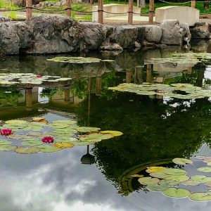万葉公園高松分園。スイレン、6月夏の花、愛知県一宮市の観光・撮影スポットの画像と写真