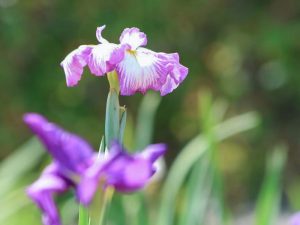 万葉公園高松分園、花しょうぶ、５月夏の花、愛知県一宮市の観光・撮影スポットの画像と写真