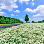 メナード青山リゾート、カモミール、6月夏の花、三重県伊賀市の観光・撮影スポットの画像と写真