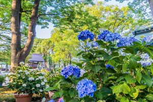 御裳神社、あじさい、6月夏の花、愛知県一宮市の観光・撮影スポットの画像と写真