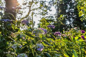 御裳神社、あじさい、6月夏の花、愛知県一宮市の観光・撮影スポットの画像と写真